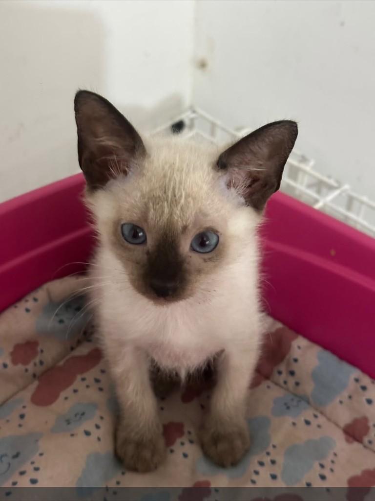 Nico, gato de porte médio para adoção em Vila Velha - ES