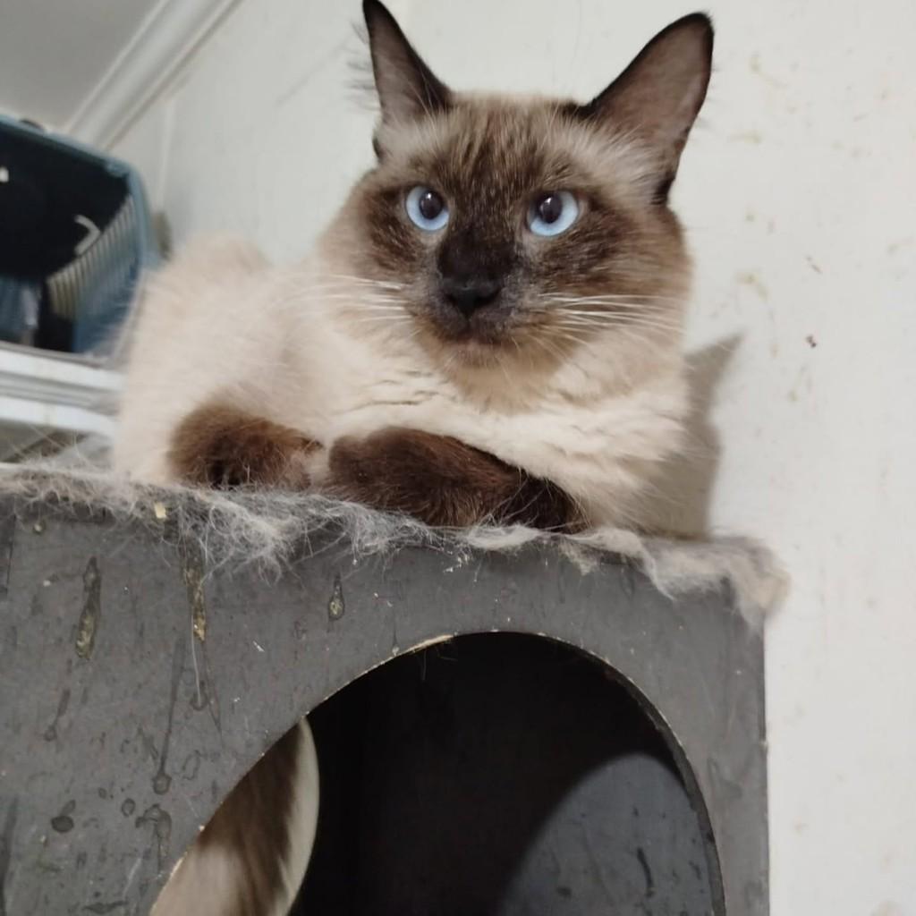 Melinda, gata de porte médio para adoção em Vila Velha - ES