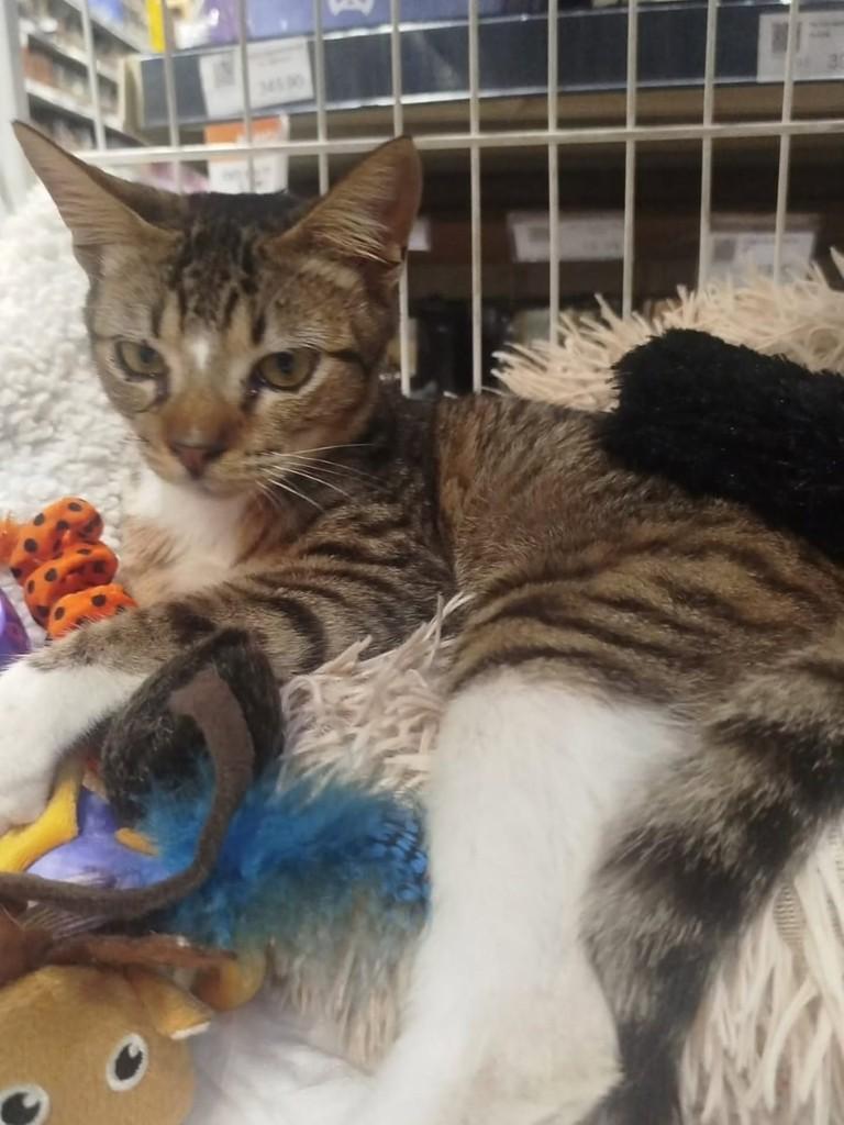 Felipe, gato de porte médio para adoção em Vila Velha - ES