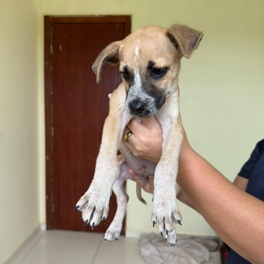 Felipe, cachorro de porte médio para adoção em Vila Velha - ES