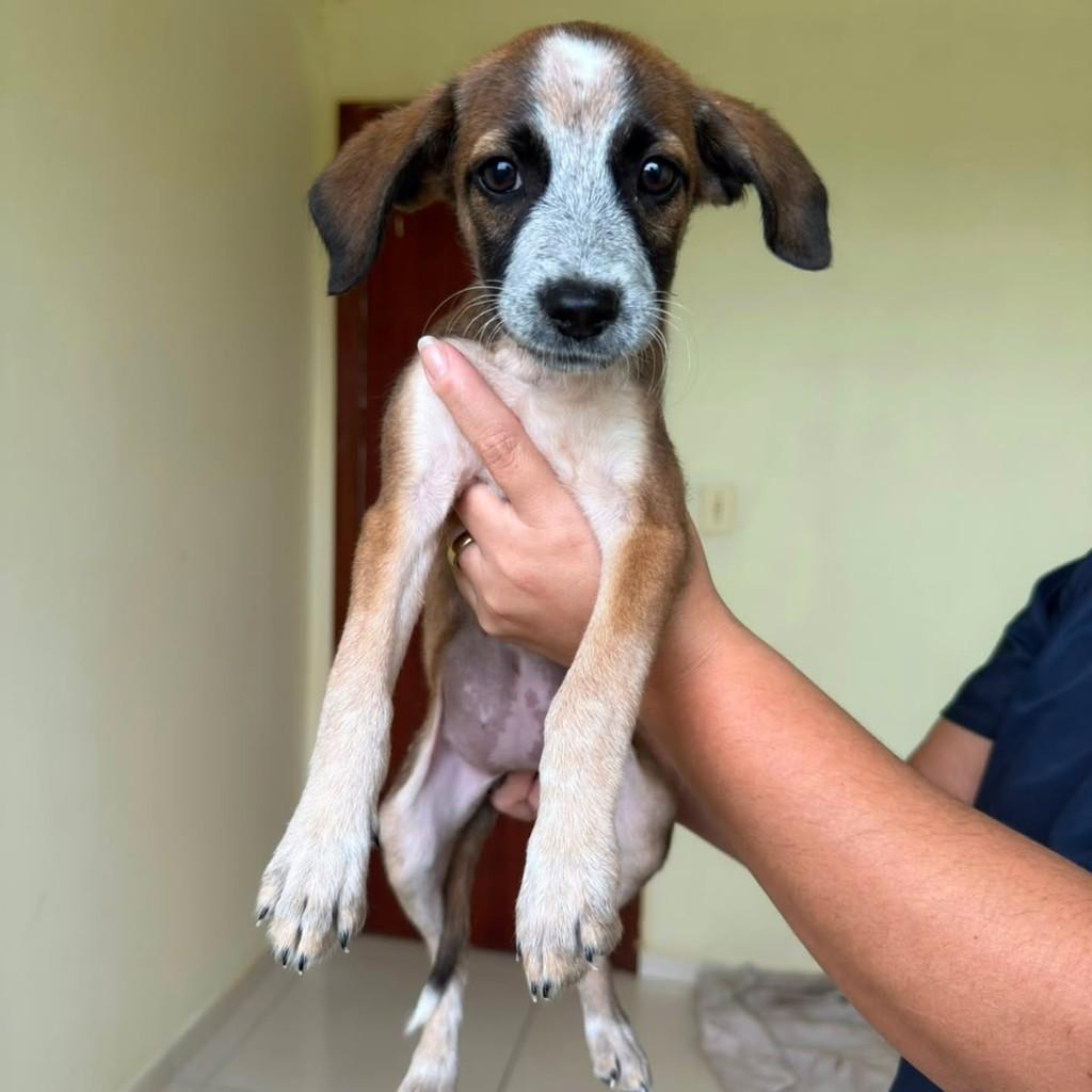Paloma, cadela de porte médio para adoção em Vila Velha - ES