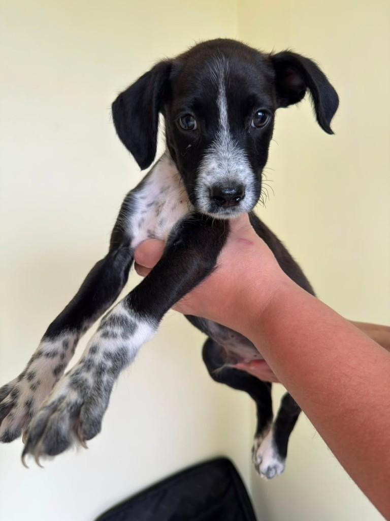 Pretinho, cachorro de porte médio para adoção em Vila Velha - ES