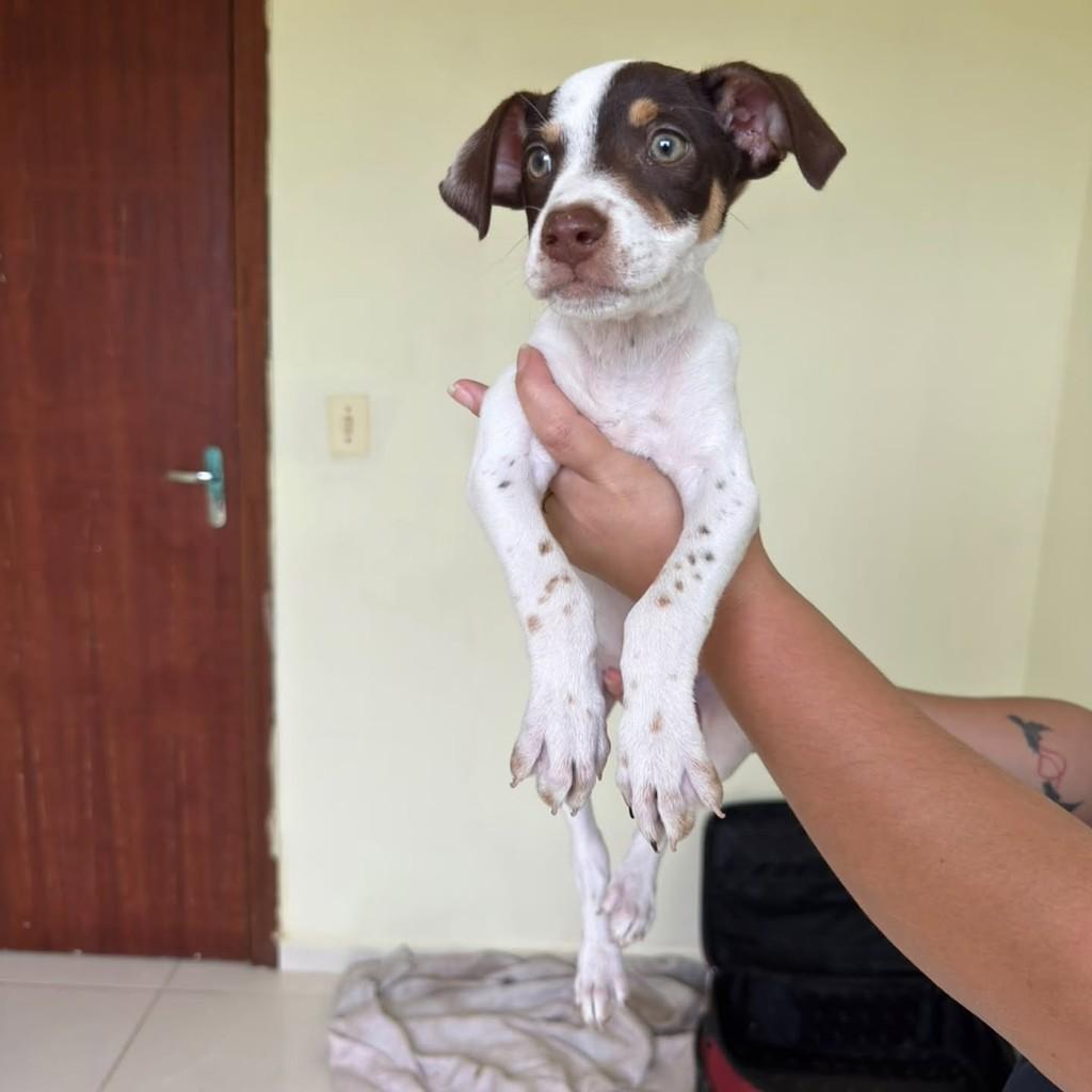 Otávio, cachorro de porte médio para adoção em Vila Velha - ES