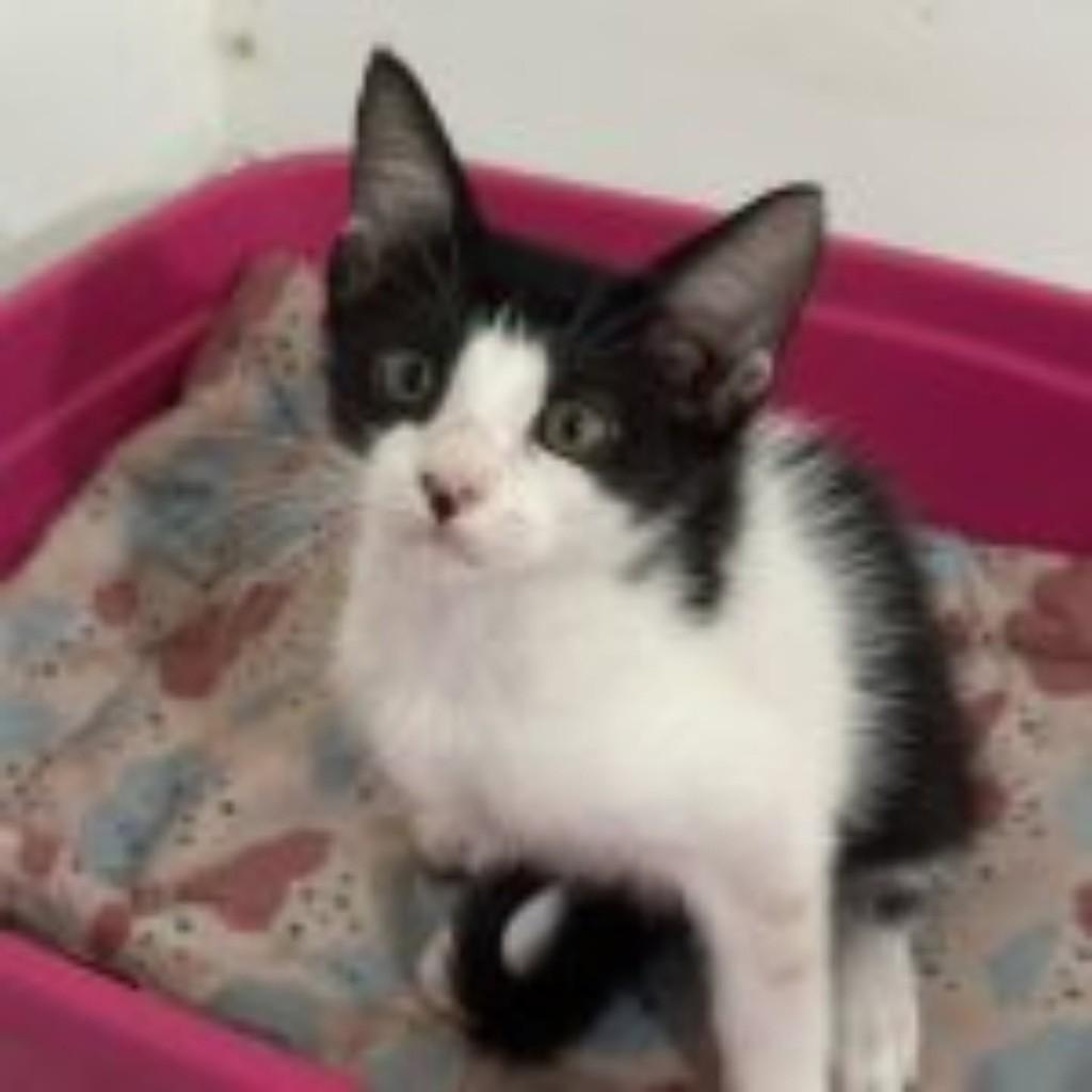 Meigo, gato de porte médio para adoção em Vila Velha - ES