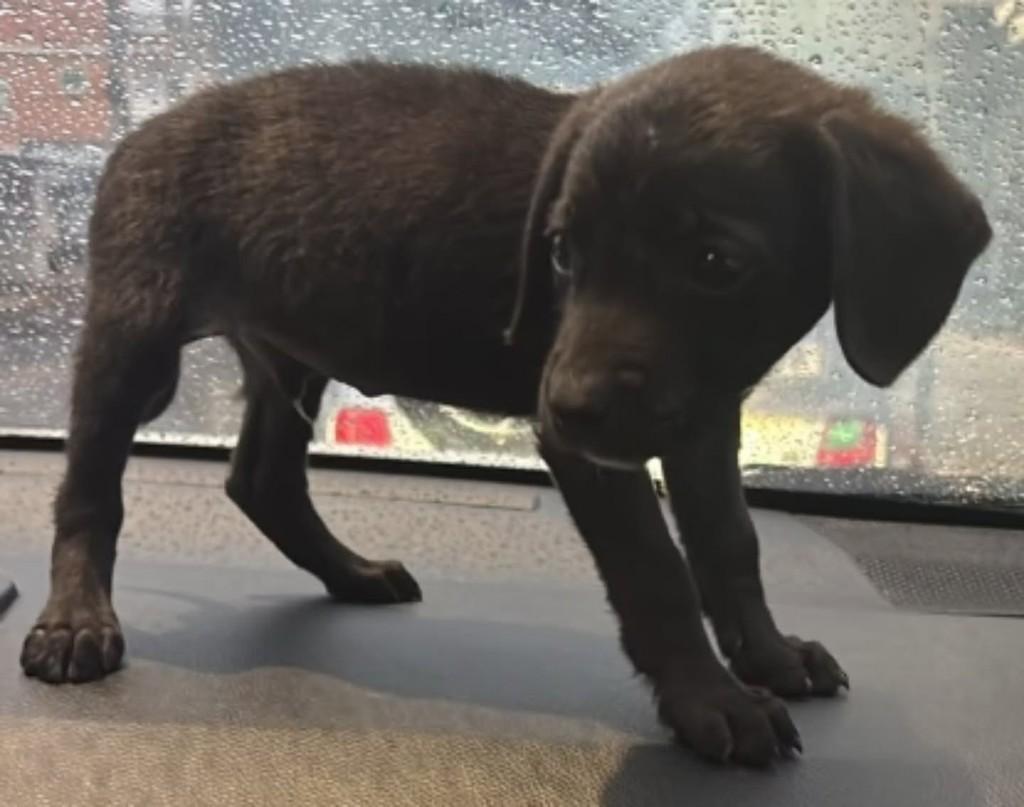 Scott, cachorro de porte médio para adoção em Vila Velha - ES