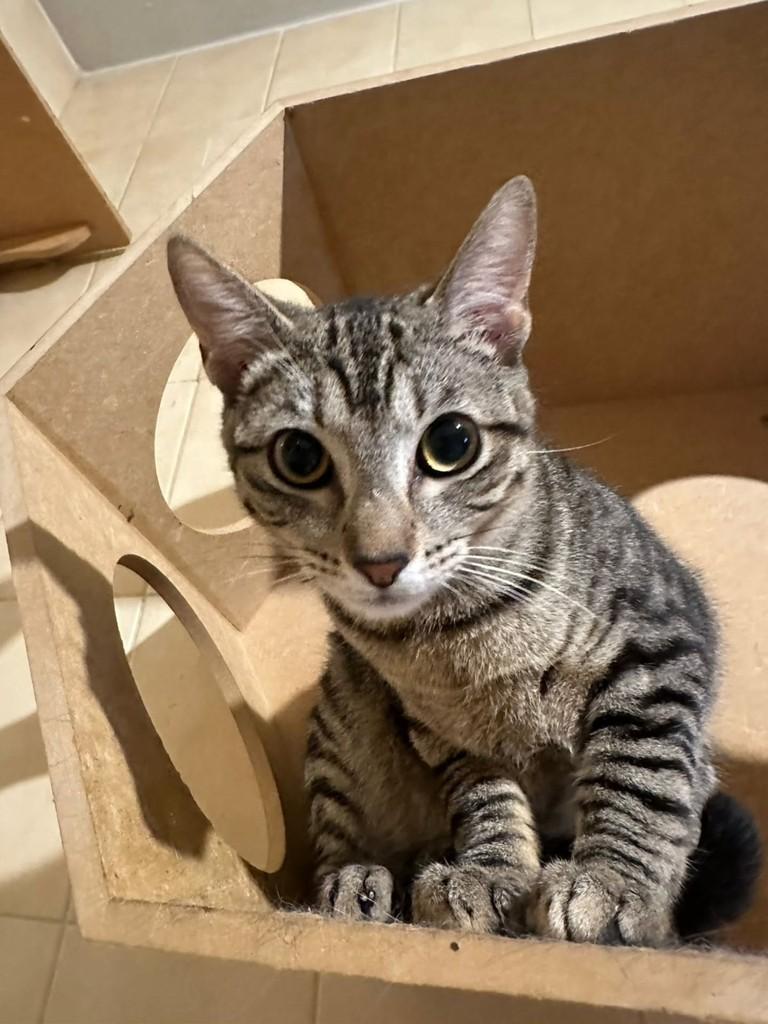 Cocada, gato de porte médio para adoção em Vila Velha - ES