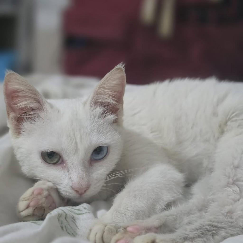 Sky, gata de porte médio para adoção em Vila Velha - ES