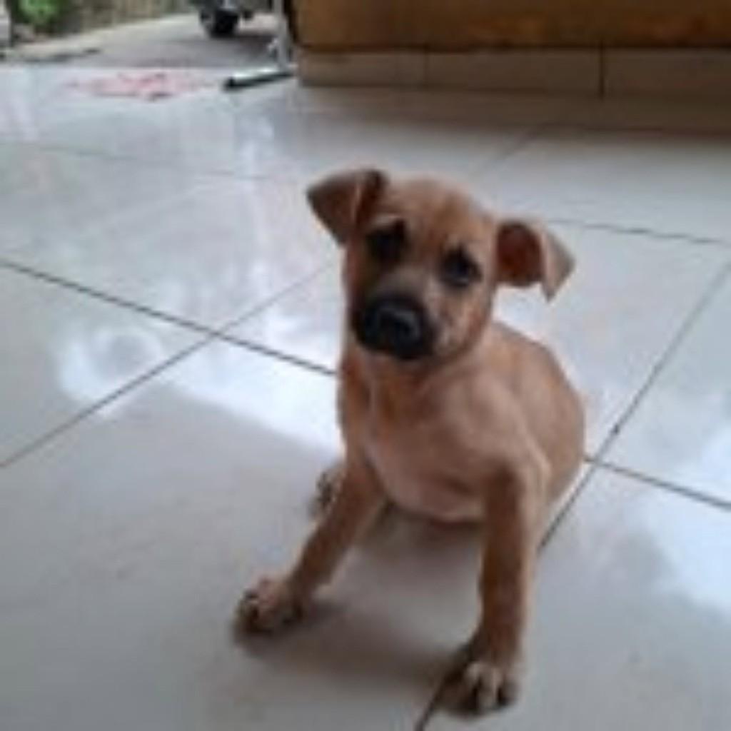 Nala, cadela de porte médio para adoção em Vila Velha - ES