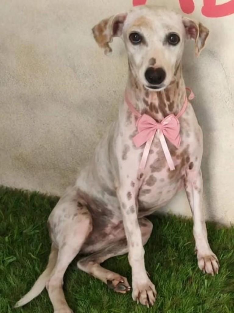 Princesa, cadela de porte médio para adoção em Vila Velha - ES