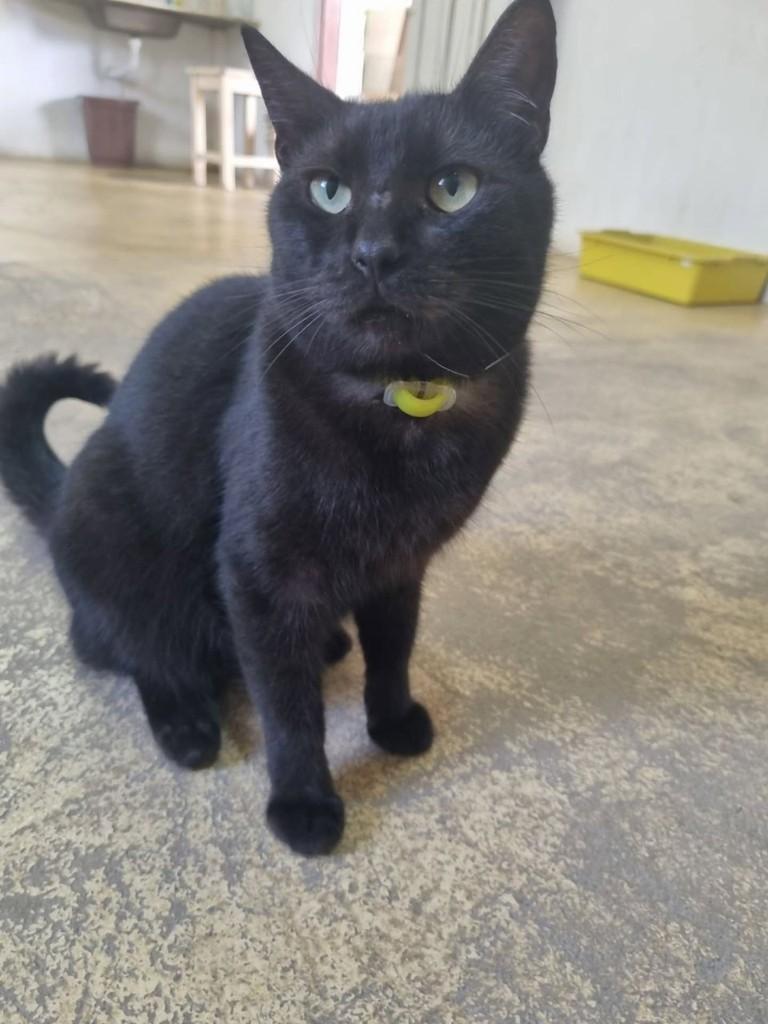 Paulo, gato de porte médio para adoção em Vila Velha - ES