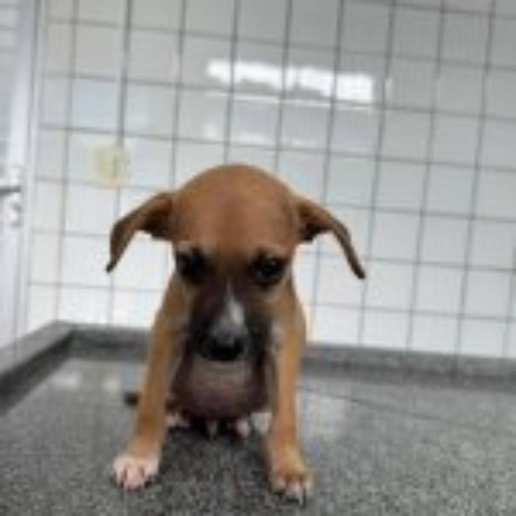 Pipito, cachorro de porte médio para adoção em Vila Velha - ES