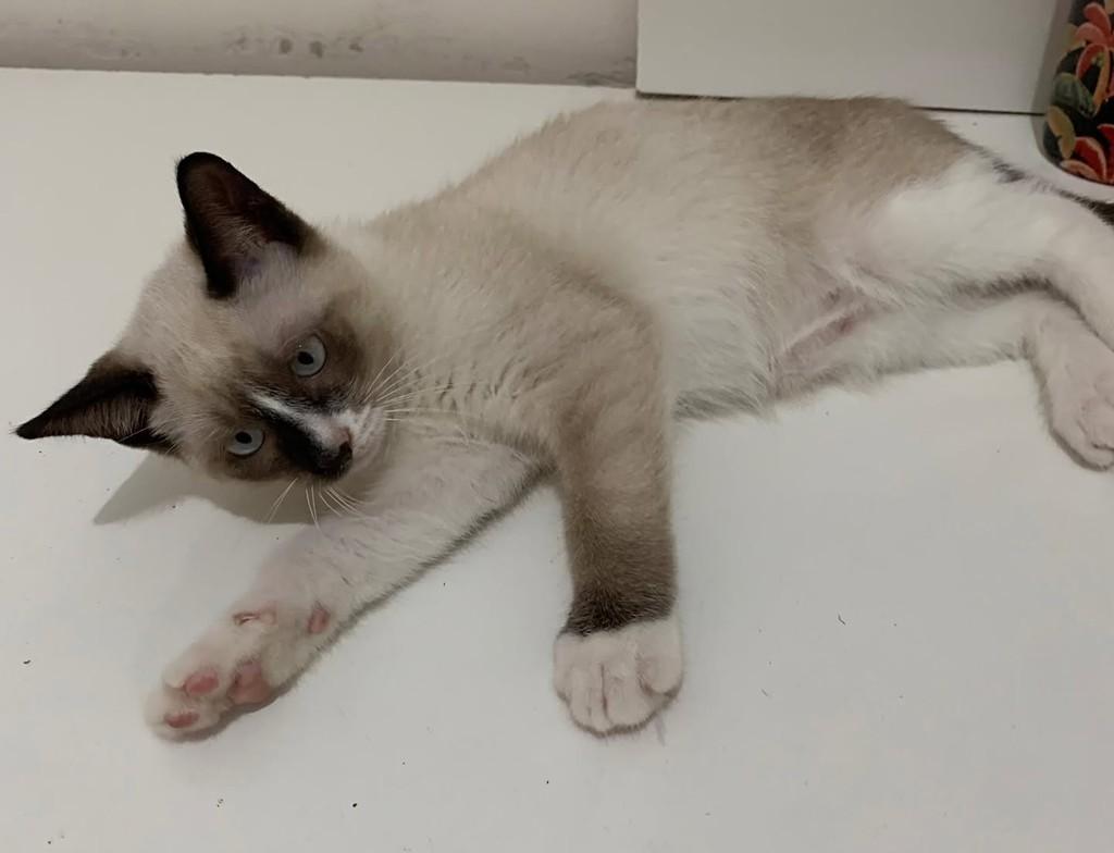 Melina, gata de porte médio para adoção em Vila Velha - ES
