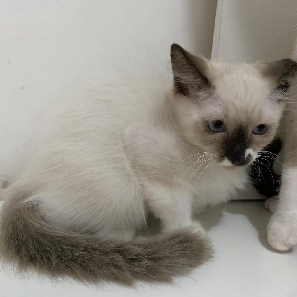 Felina, gata de porte médio para adoção em Vila Velha - ES