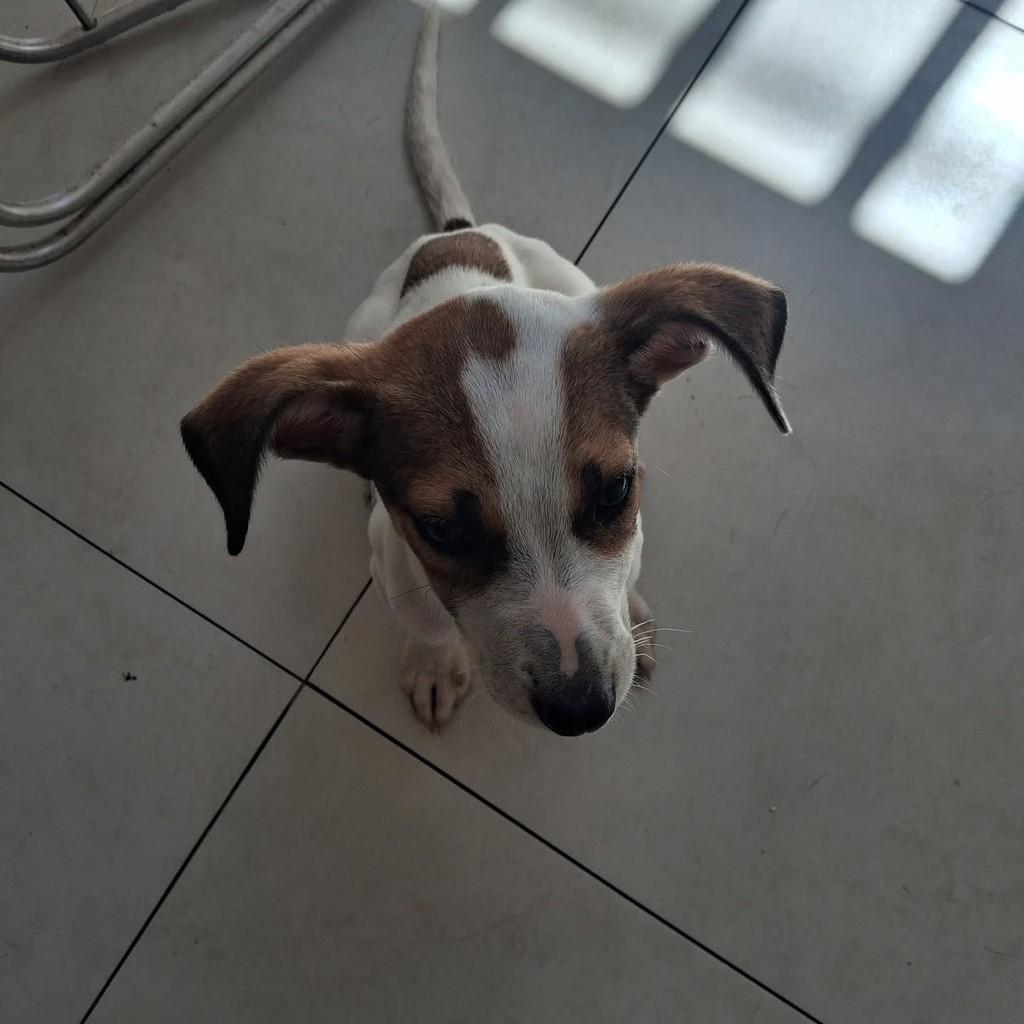 Lily, cadela de porte médio para adoção em Vila Velha - ES