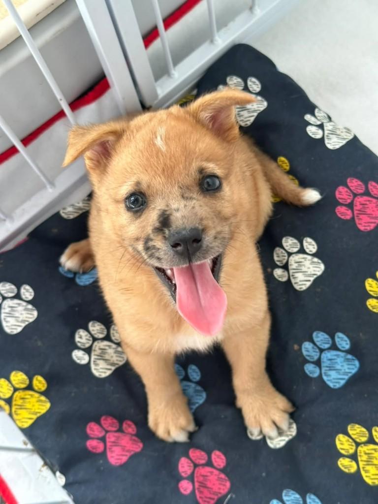 Biscoito, cachorro de porte médio para adoção em Vila Velha - ES