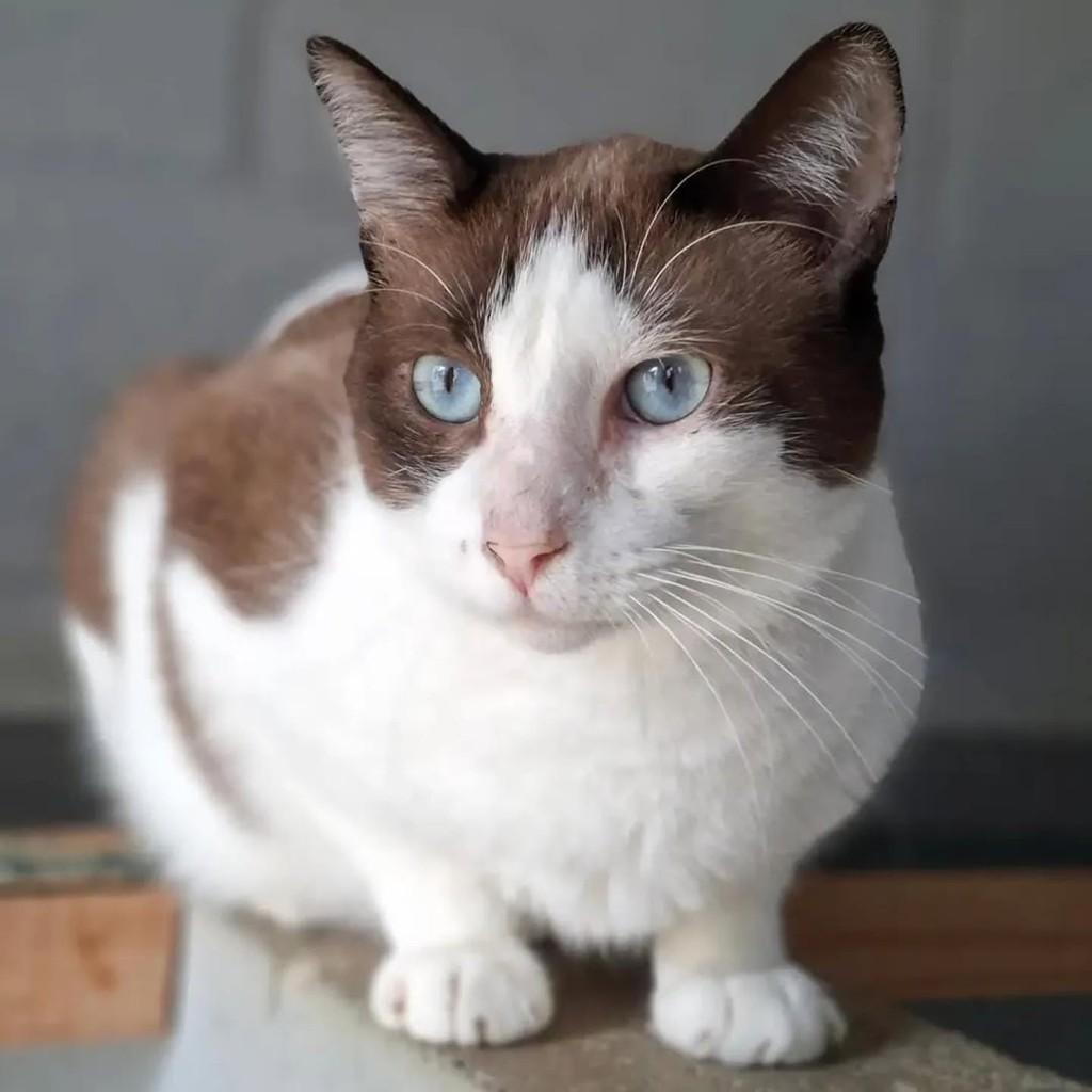 Freddi Krugge, gato de porte médio para adoção em Vila Velha - ES