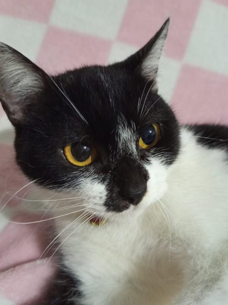 Maya, gata de porte médio para adoção em Vila Velha - ES