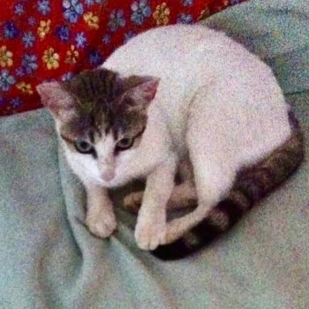 Jane, gata de porte médio para adoção em Vila Velha - ES