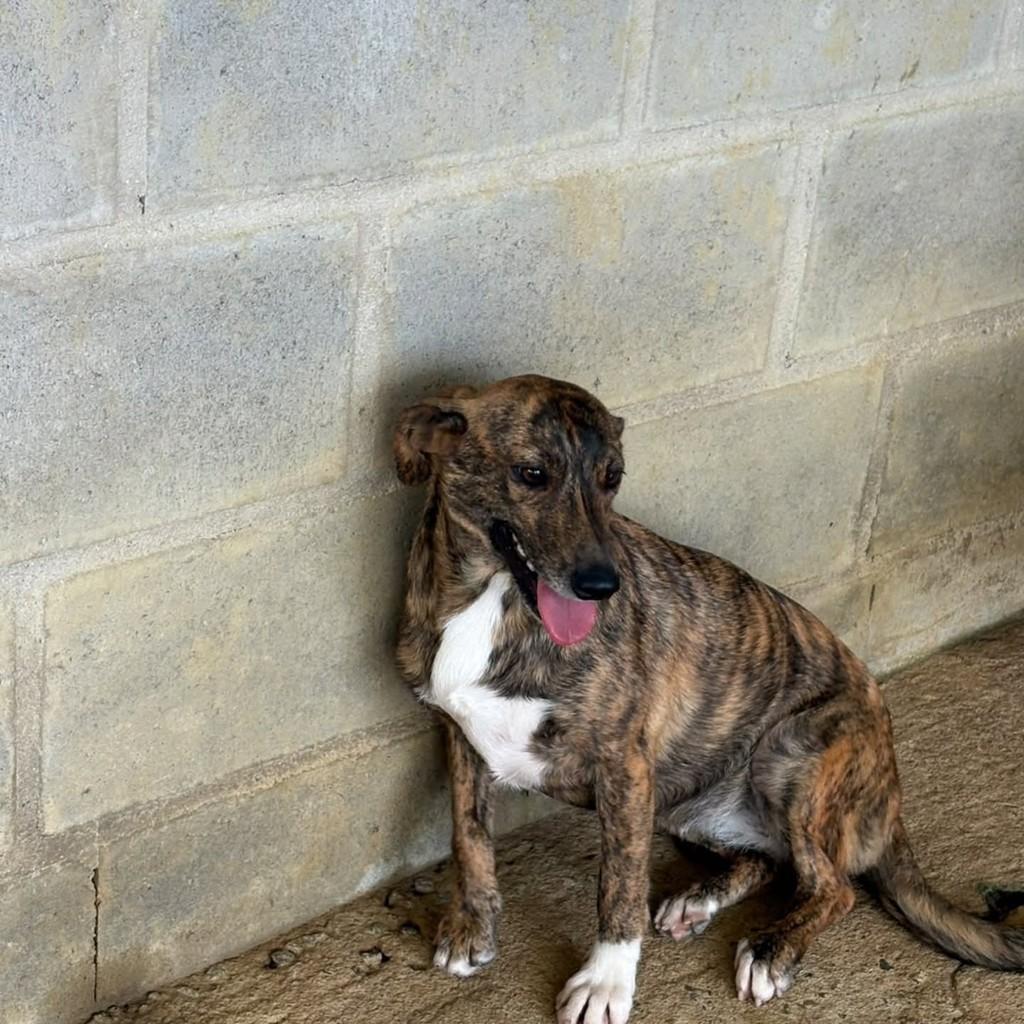 Donzelitta, cadela de porte médio para adoção em Vila Velha - ES