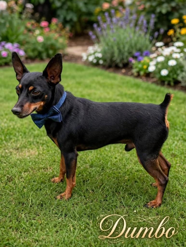 Dumbo, cachorro de porte médio para adoção em Vila Velha - ES