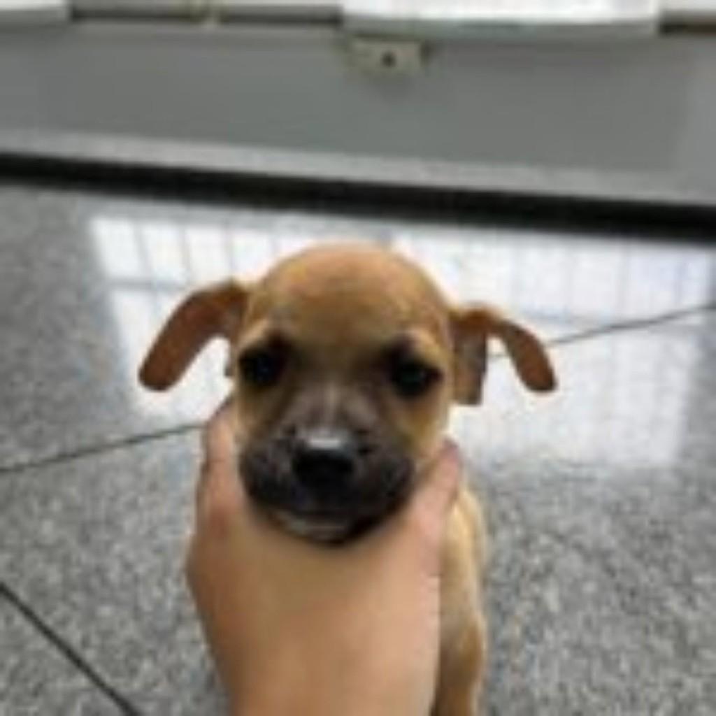 Melzinho, cachorro de porte médio para adoção em Vila Velha - ES