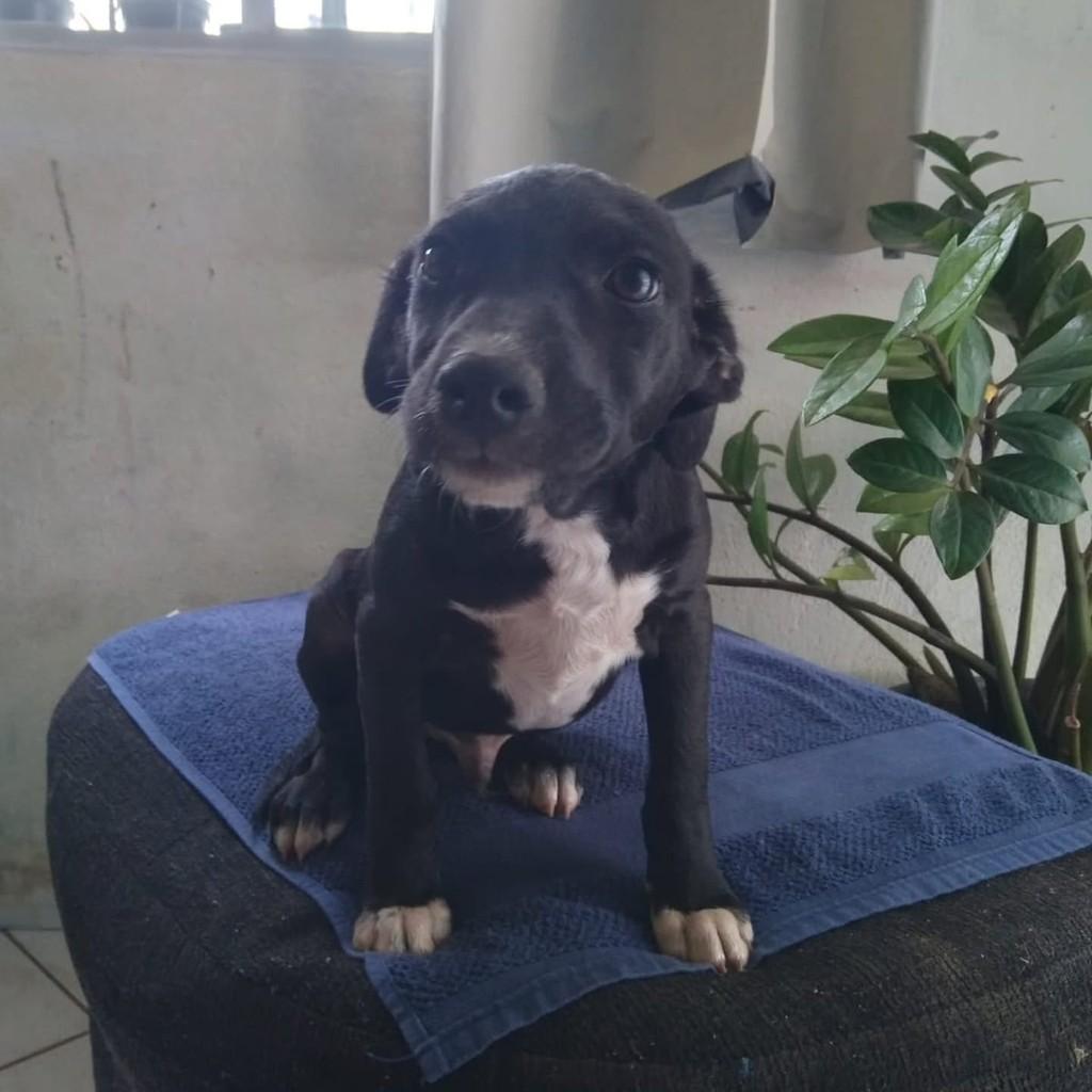 Brownie, cachorro de porte médio para adoção em Vila Velha - ES