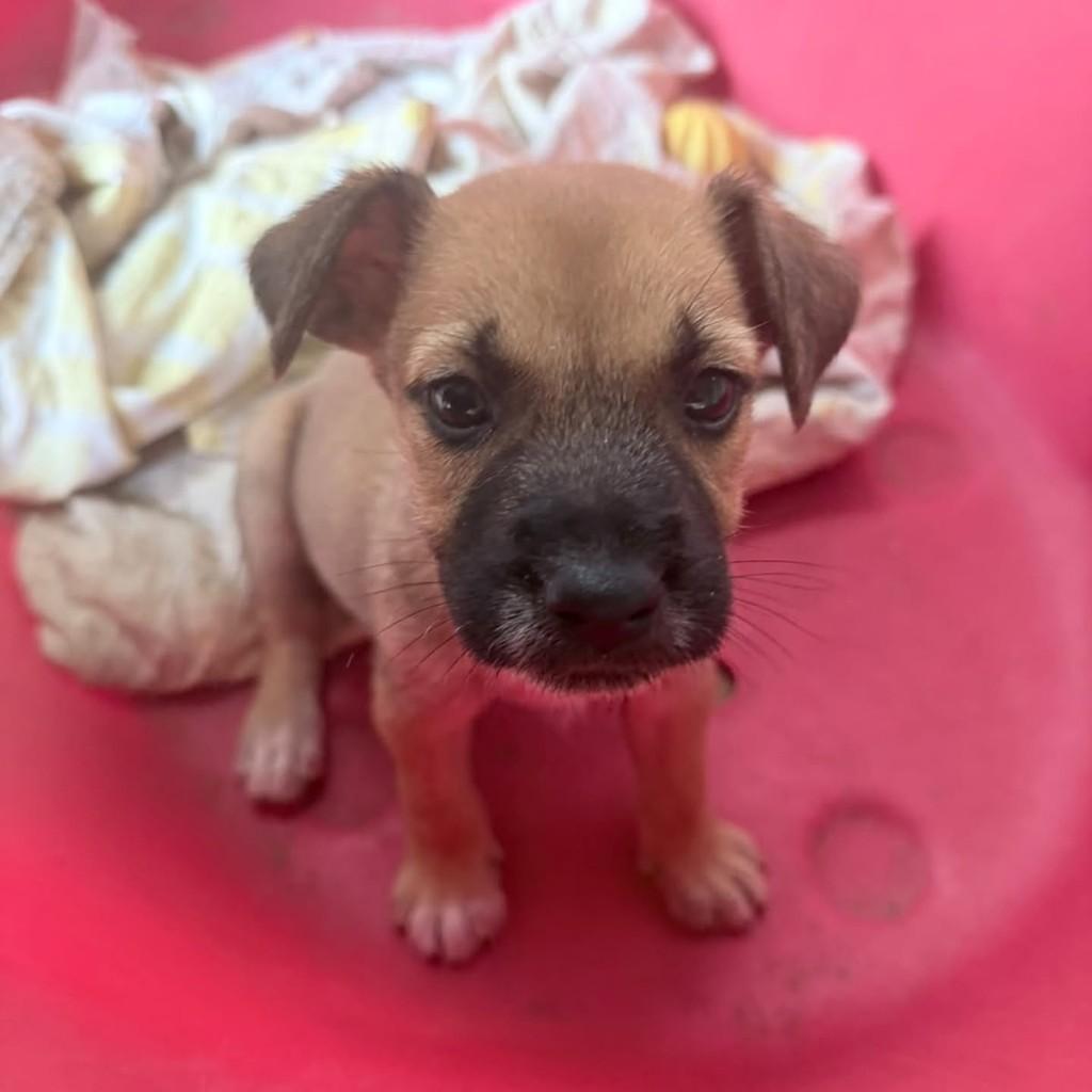 Fofão, cachorro de porte médio para adoção em Vila Velha - ES