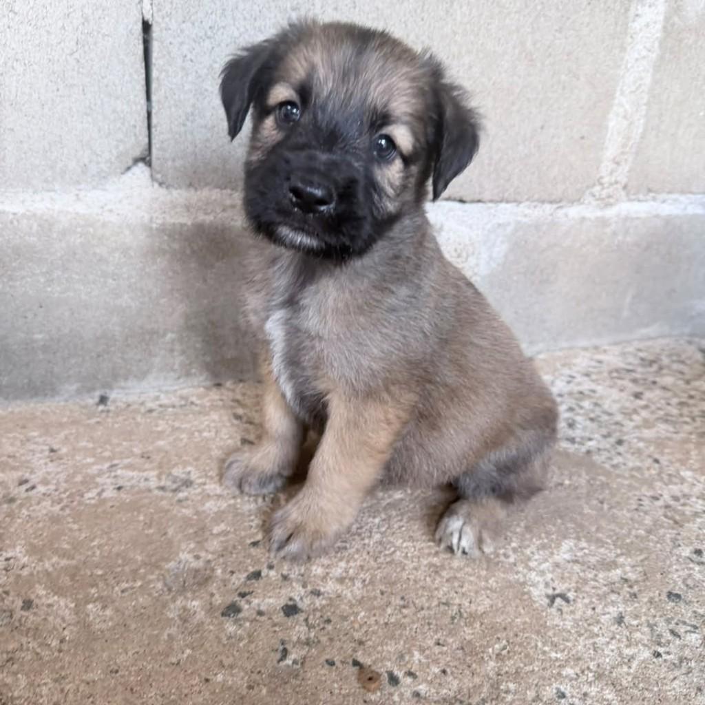Yuri, cachorro de porte médio para adoção em Vila Velha - ES