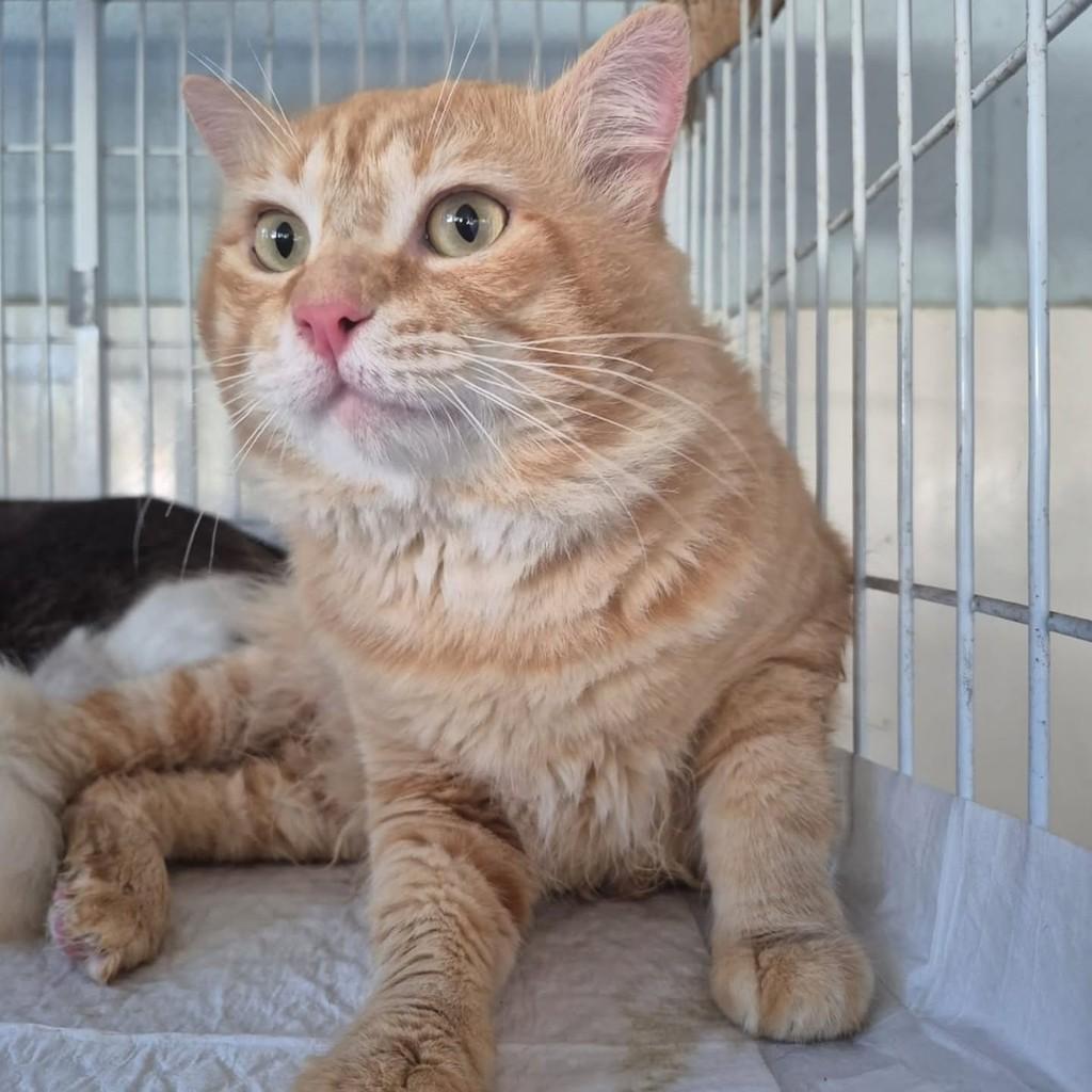 Brad Pitt, gato de porte médio para adoção em Vila Velha - ES