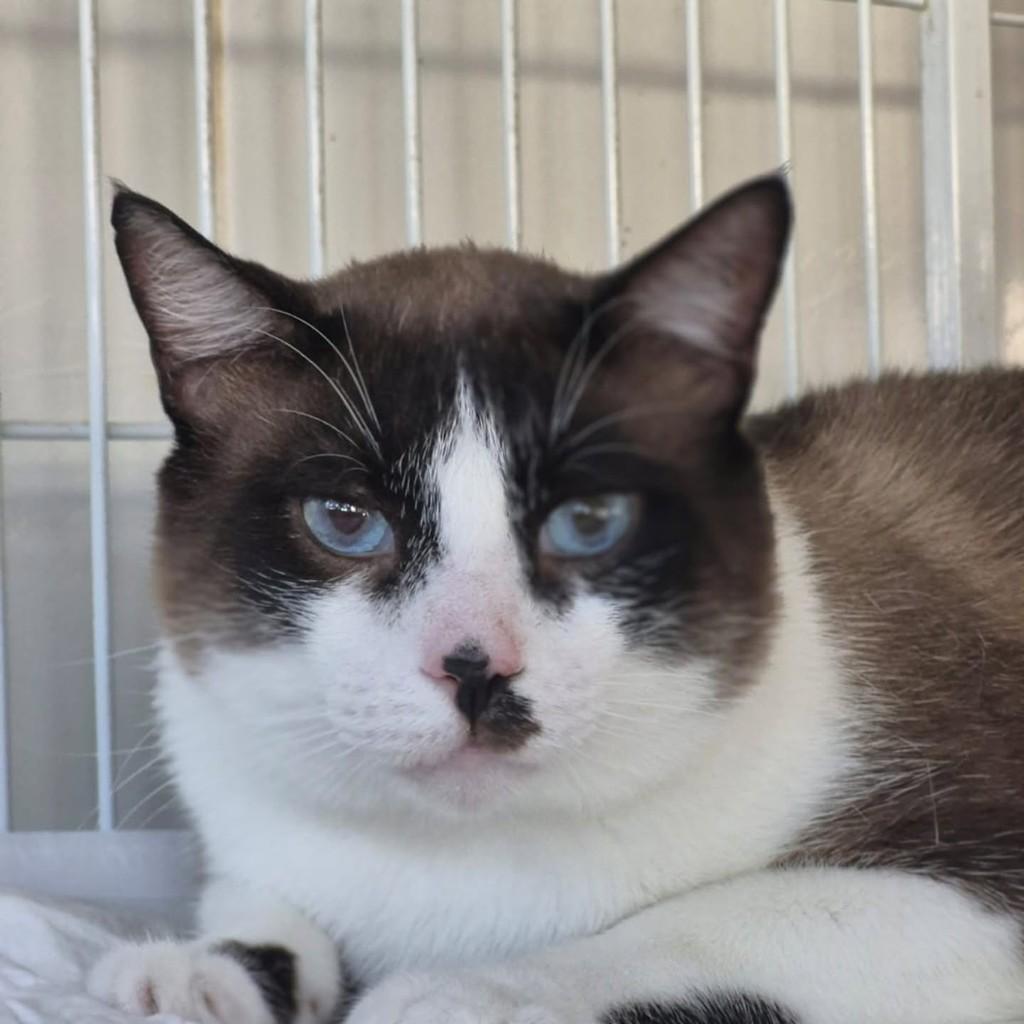 Raposo, gato de porte médio para adoção em Vila Velha - ES