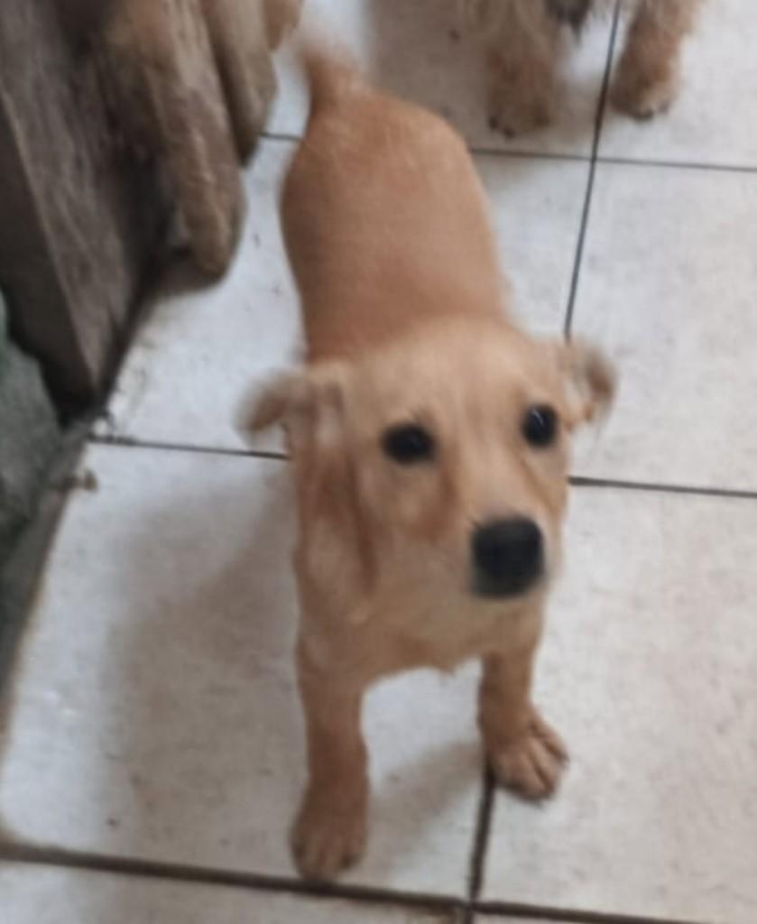 José, cachorro de porte médio para adoção em Vila Velha - ES
