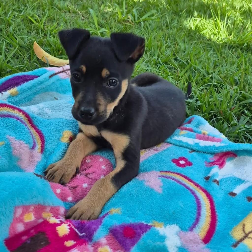 Lulu, cachorro de porte médio para adoção em Vila Velha - ES