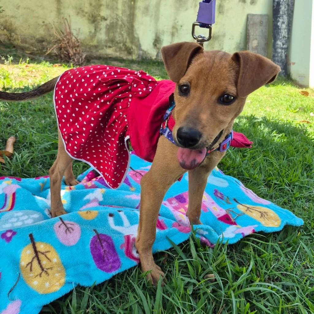 Stella, cadela de porte médio para adoção em Vila Velha - ES