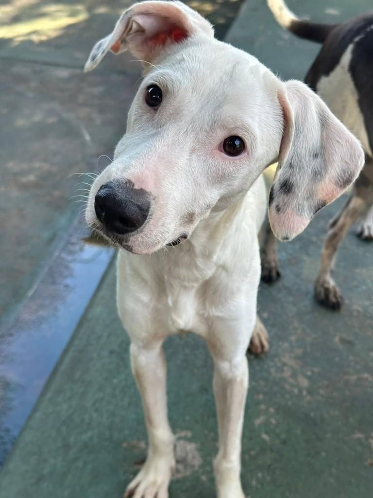 Sonho, cadela de porte médio para adoção em Vila Velha - ES