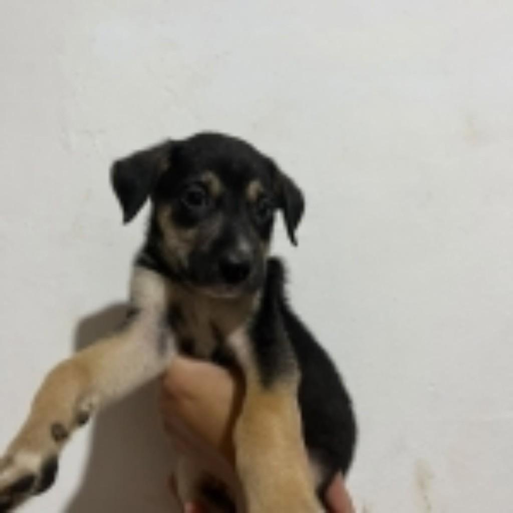 Bolinha, cachorro de porte médio para adoção em Vila Velha - ES