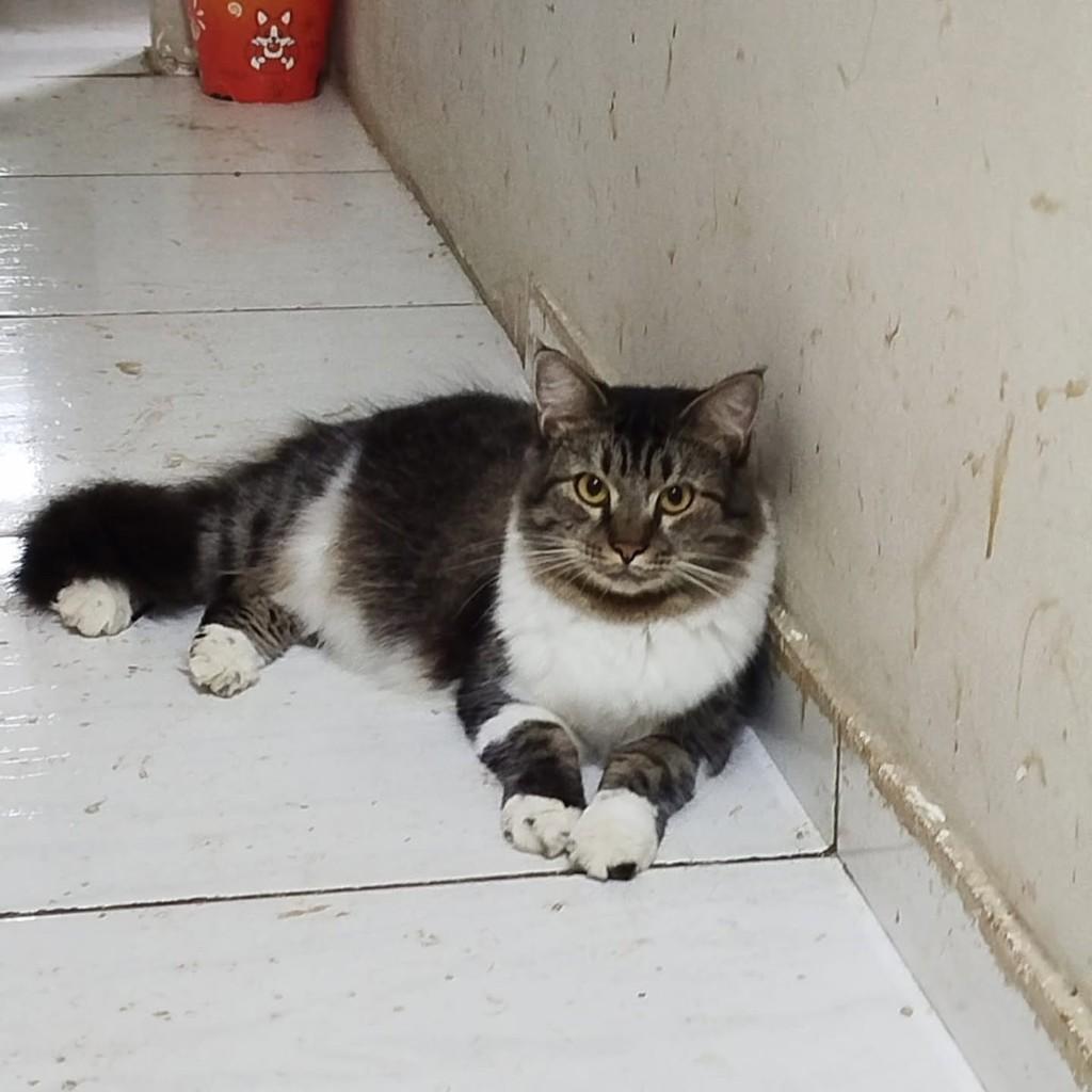 Luna, gata de porte médio para adoção em Vila Velha - ES