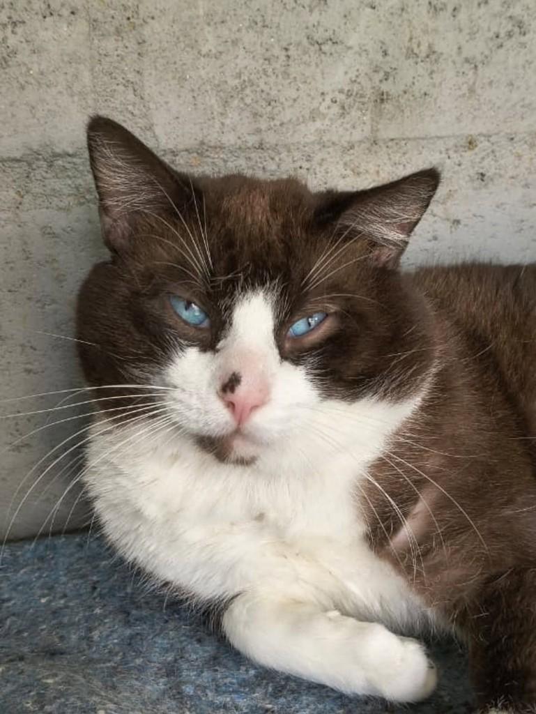 Amigo, gato de porte médio para adoção em Vila Velha - ES