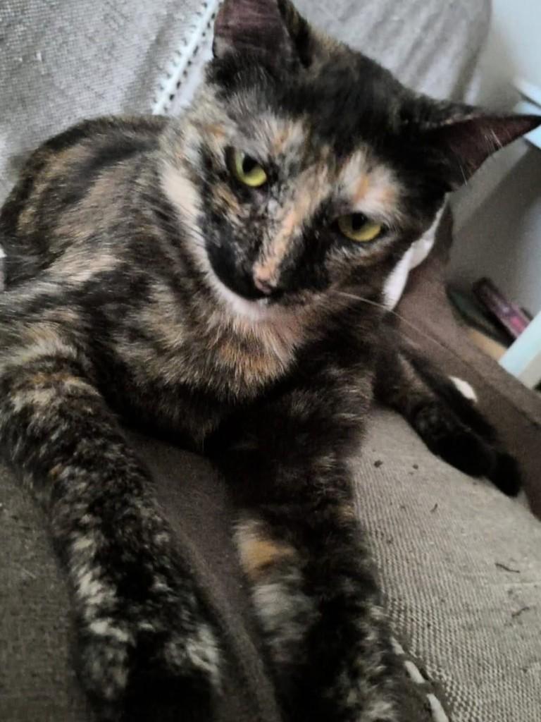 Melissa, gata de porte médio para adoção em Vila Velha - ES