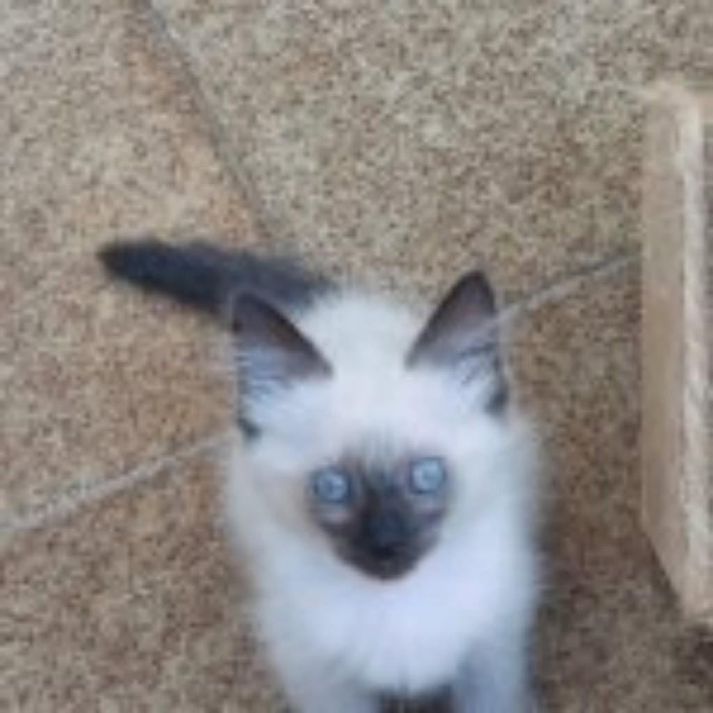 Lyra, gata de porte médio para adoção em Vila Velha - ES