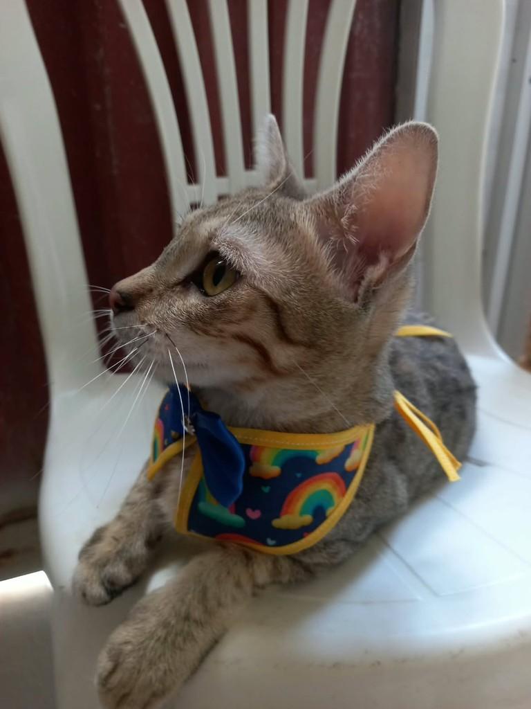 Yello, gato de porte médio para adoção em Vila Velha - ES