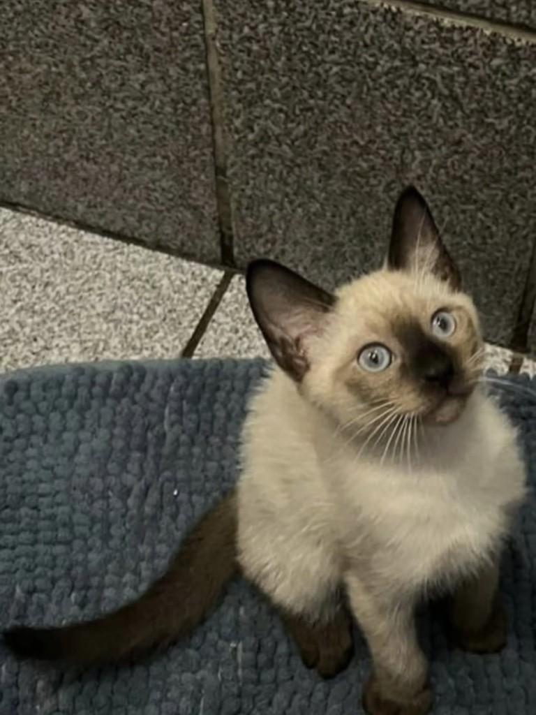 Sofia, gata de porte médio para adoção em Vila Velha - ES
