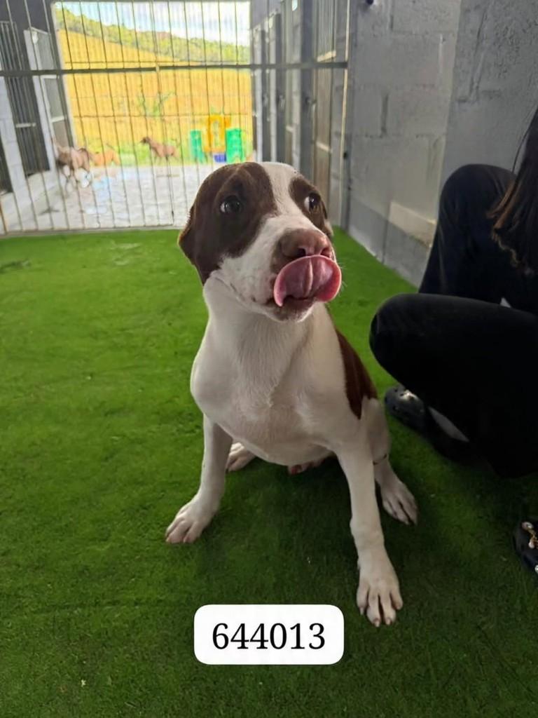 Brutus, cachorro de porte médio para adoção em Vila Velha - ES