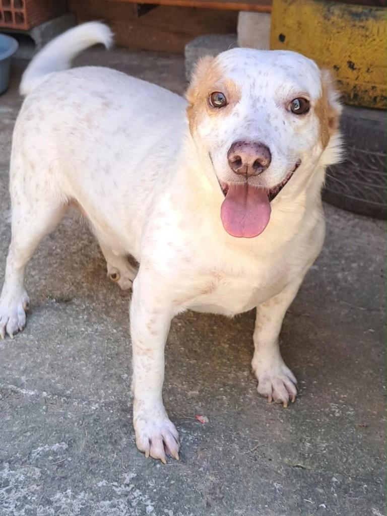 Ted, cachorro de porte médio para adoção em Vila Velha - ES