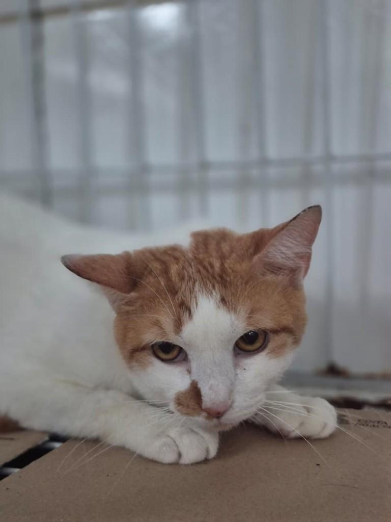 Augusto, gato de porte médio para adoção em Vila Velha - ES