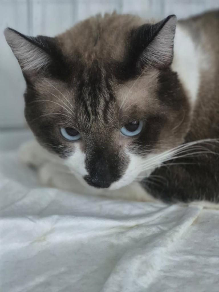 Casio, gato de porte médio para adoção em Vila Velha - ES