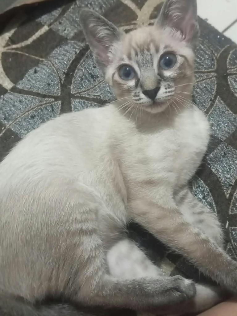 Marcela, gata de porte médio para adoção em Vila Velha - ES