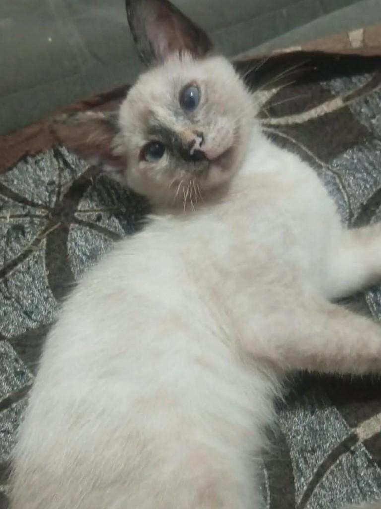 Netinha, gata de porte médio para adoção em Vila Velha - ES