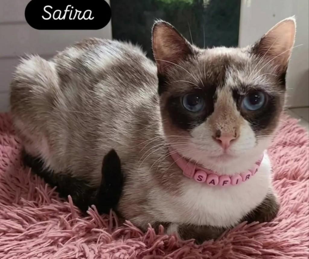 Safira, gata de porte médio para adoção em Vila Velha - ES