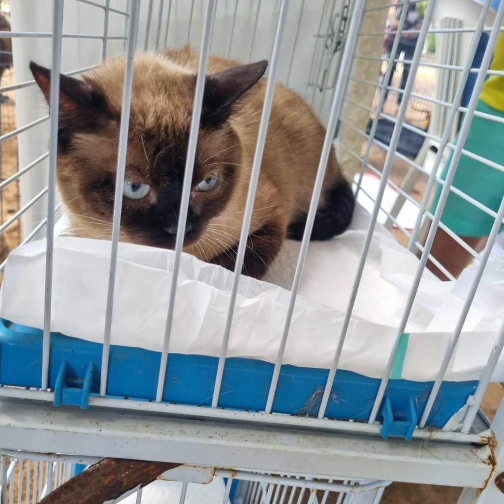 Veroca, gata de porte médio para adoção em Vila Velha - ES