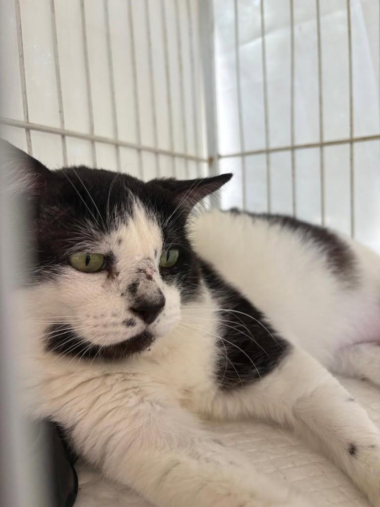 Isaac, gato de porte médio para adoção em Vila Velha - ES